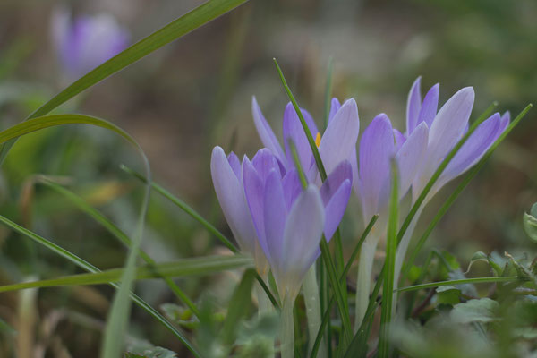 Frühlingsboten
