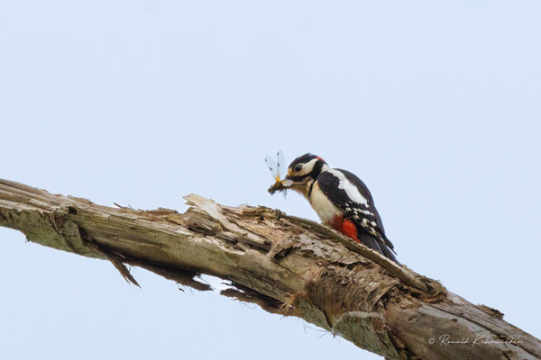 Buntspecht mit Libelle