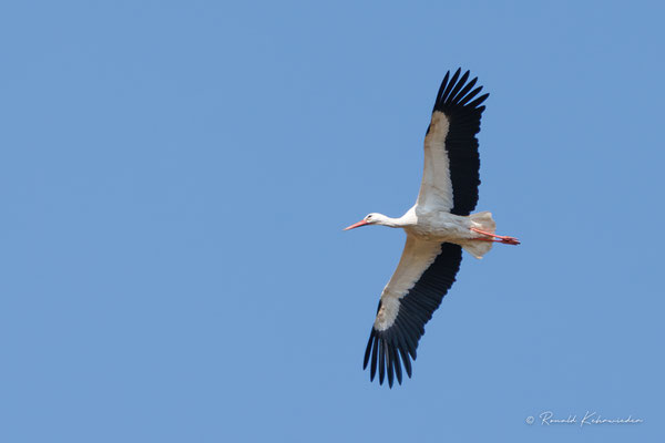 Storch