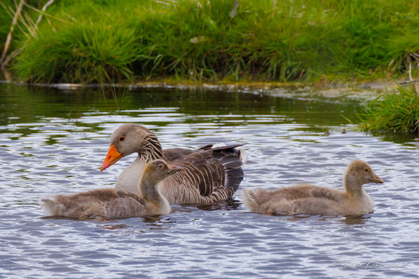Gänsefamilie