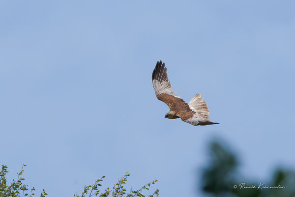 Rohrweihe im Beuteflug
