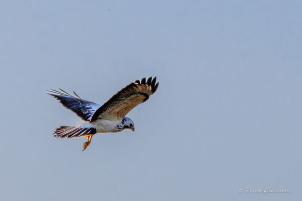 Bussard