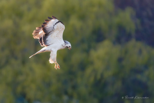 Bussard