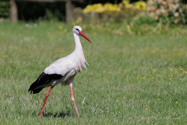 Storch