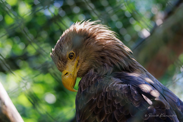 Seeadler