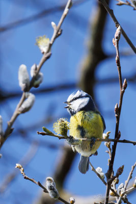 Blaumeise