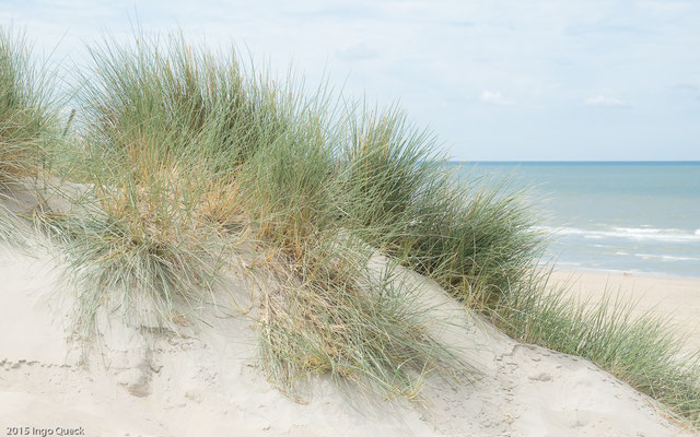 Befestigung der Weißdüne durch Strandhafer