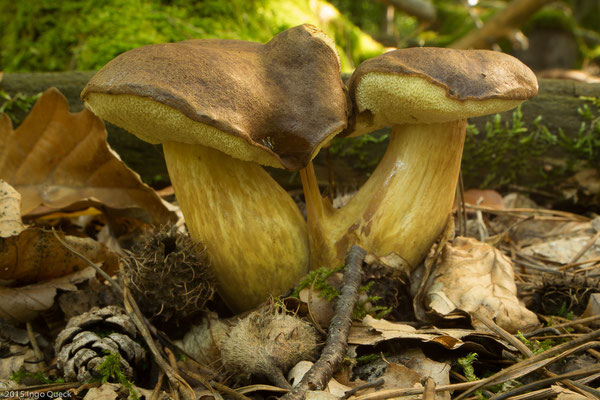 Maronenröhrling (Xerocomus badius)