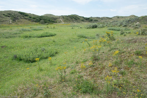 Landschaft der Graudünen, Weideflächen