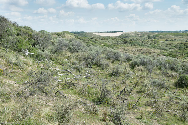 Landschaft der Graudünen, Sanddorn