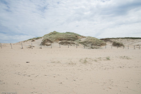 Vordünen mit Strandquecke im Vordergrung, Weißdünen mit Strandhafer im Hintergrund