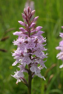 Geflecktes Knabenkraut (Dactylorhiza maculata)