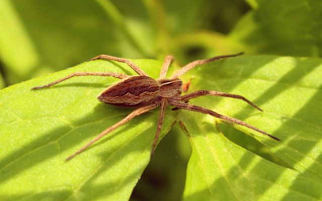 Pisaura mirabillis (Foto: Axel Behrendt)