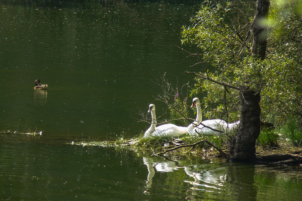 Höckerschwäne (Foto: Ulrich Frischgesell; Panasonic DMC-FZ30 - 420 mm ≙ KB - 1/125 sec. - f/5,6 - ISO 80)