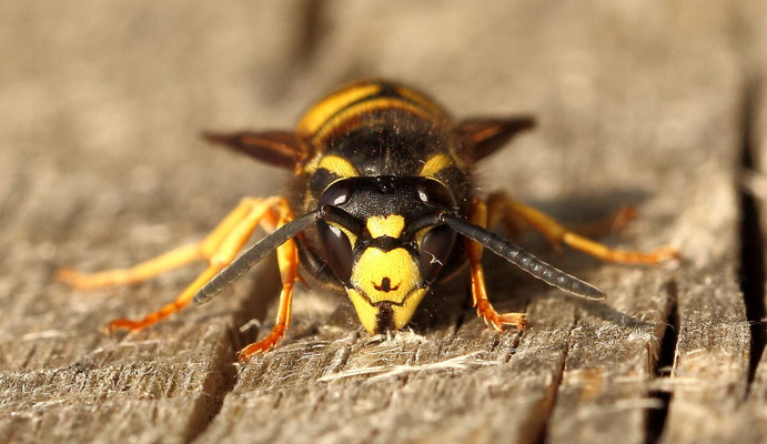 Wespe (Foto: Axel Behrendt)