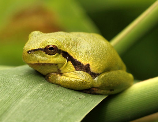 Hyla arborea (Foto: Axel Behrendt)