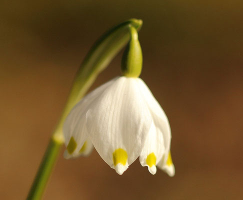 Märzenbecher (Foto: Axel Behrendt)