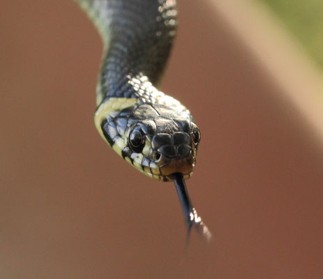 Natrix natrix (Foto: Axel Behrendt)