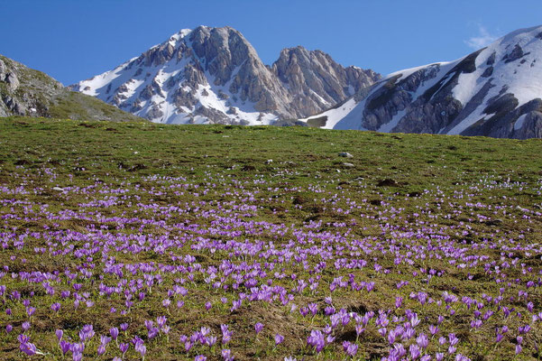 Frühlings-Krokus (Crocus albiflorus)