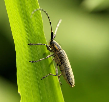 Agapanthia (Foto: Axel Behrendt)