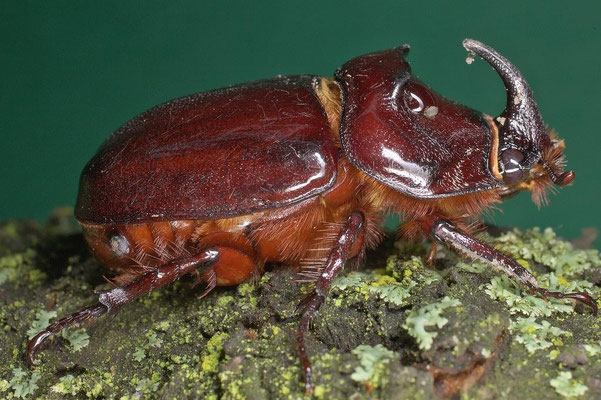 Nashornkäfer (Oryctes Nasicornis)