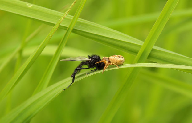Xysticus cristatus (Foto: Axel Behrendt)