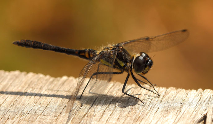 Sympetrum danae (Foto: Axel Behrendt)
