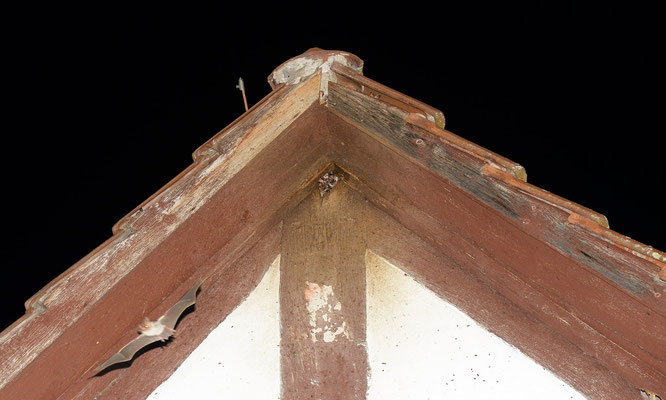 Der Ausflug der pfeilschnellen Jäger bei völliger Dunkelheit bringt selbst ambitionierte Fotografen an ihre Grenzen (Foto: Jürgen Bommer)