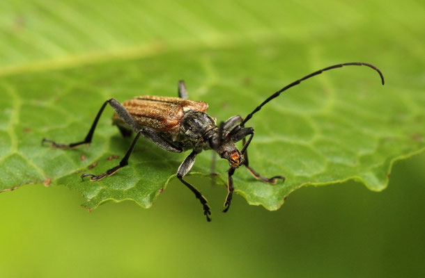 Stenocorus meridianus (Foto: Axel Behrendt)