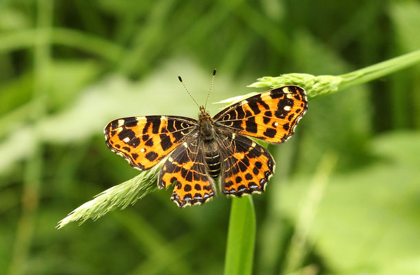 Araschnia levana (Foto: Axel Behrendt)