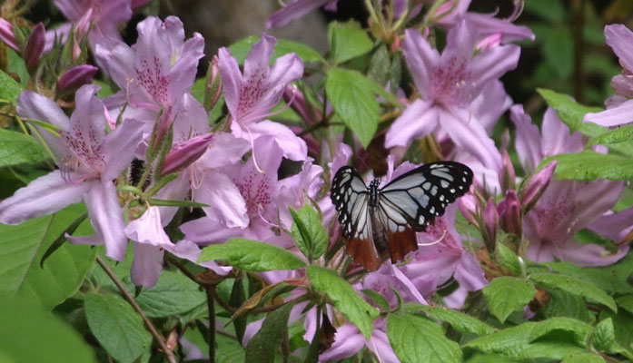 2、モチツツジの蜜を吸うアサギマダラ