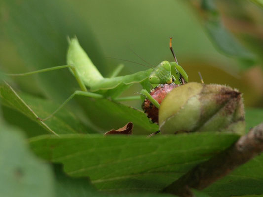 クサギカメムシを食べるカマキリ