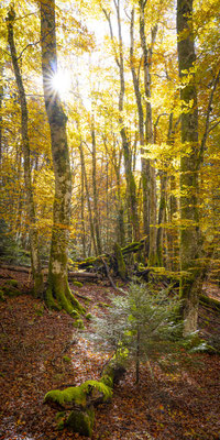 Ain - Bugey - "Forêt du Fays" - Thézillieu - Ratio 1/2 