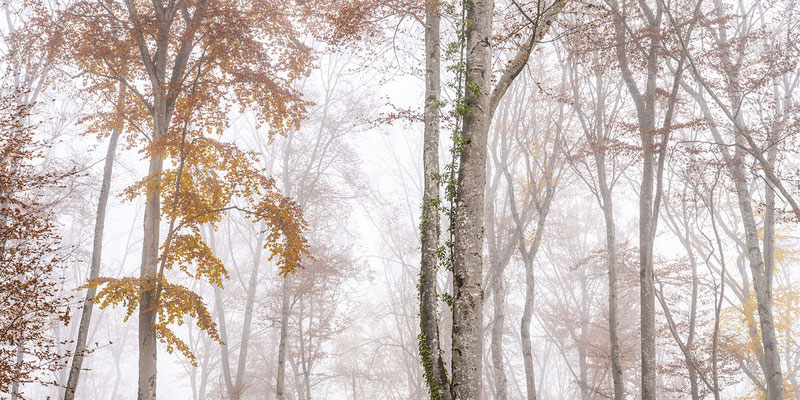 Ain - Bugey - "Forêt du Bugey - Cotonneuse" - Forêt vers Bioléaz - Ratio 1/2