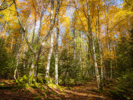 Ain - Bugey - Forêt du Fays - Thézillieu - Ratio 3/4 