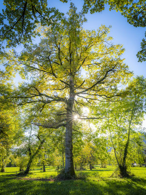 Ain - Bugey -  "Tout en majesté" - Ratio 3/4