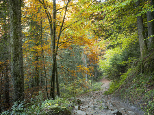 « Immersion en forêt » - Forêt de Haute-Savoie (74)