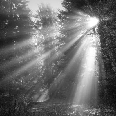 Ain - Bugey - "Forêt de Cormaranche N&B" - Ratio 1/1