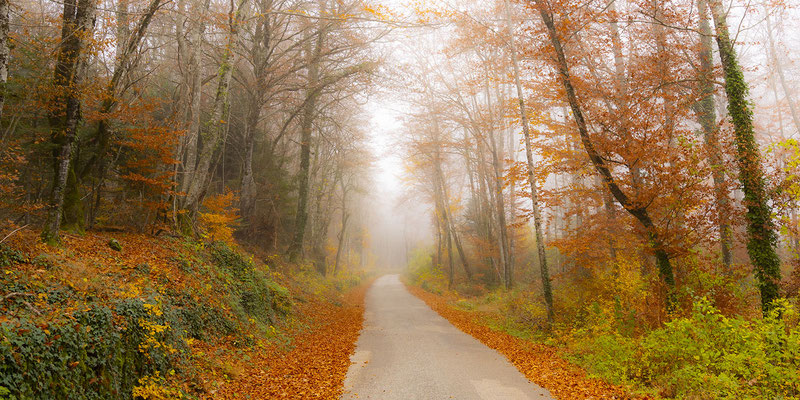 Ain - Bugey - "Forêt du Bugey - Mystérieuse" - Forêt vers Bioléaz - Ratio 1/2