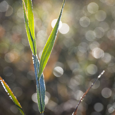 Ain - Bugey - "Simplicité 2" - Marais de Lavours - Ratio 1/1