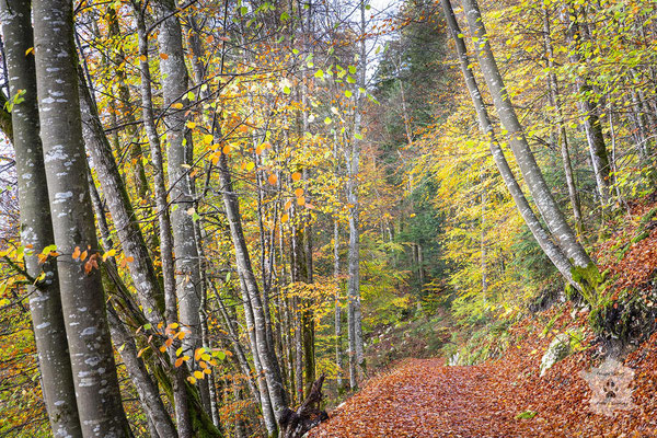 « Variations d'automne » - Forêt du Jura.