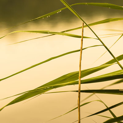 Ain - Bugey - "Un air d'Orient" - Lac de Virieu-le-Grand - Ratio 1/1