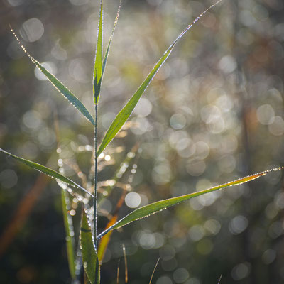 Ain - Bugey - "Simplicité 3" - Marais de Lavours - Ratio 1/1