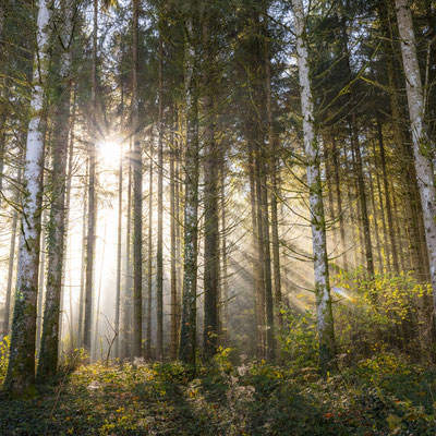 Ain - Bugey - "Forêt du Bugey - étincelante" - Forêt de Cormaranche - Ratio 1/1