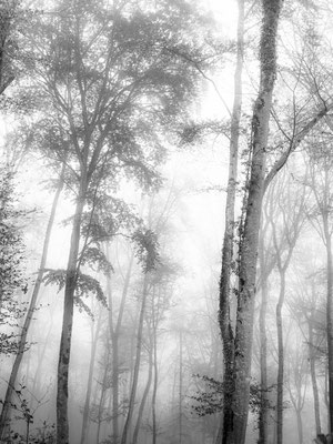 Ain - Bugey - "Forêt vers Bioléaz N&B" - Ratio 3/4