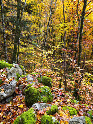 « Mousses en automne » - série végétale n°28 - Forêt de Haute-Savoie (74)