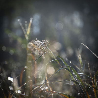 Ain - Bugey - " Sous la rosée "  - Marais de Lavours - Ratio 1/1