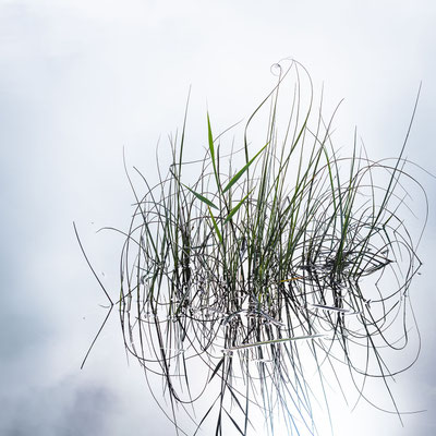 Ain - Bugey - "Belles aquatiques" -  Lac de Virieu-le-Grand  - Ratio 1/1