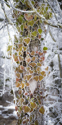 Ain - Bugey -  "Voilette givrée" - Ratio 1/2