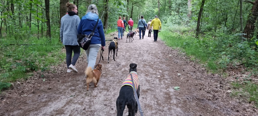 Groepswandeling met honden in het bos tijdens Dog-Coach activiteit